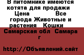 В питомнике имеются котята для продажи › Цена ­ 30 000 - Все города Животные и растения » Кошки   . Самарская обл.,Самара г.